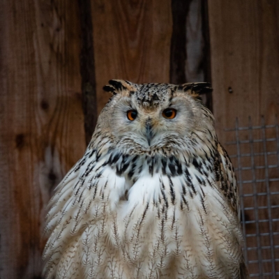 Siberian eagle-owl - De Zonnegloed - Animal park - Animal refuge centre 